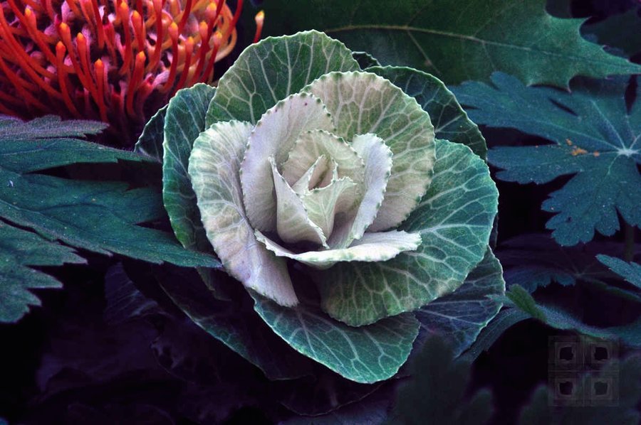 cabbage_flower_by_philluppus-d5fj6xx